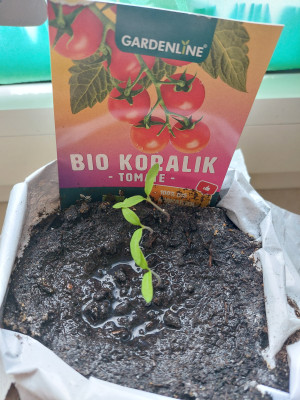Tomate